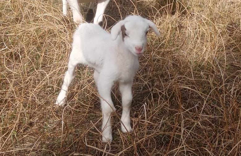 3 Bedroom Property for Sale in Oudtshoorn Rural Western Cape